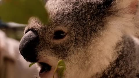 super cute koala