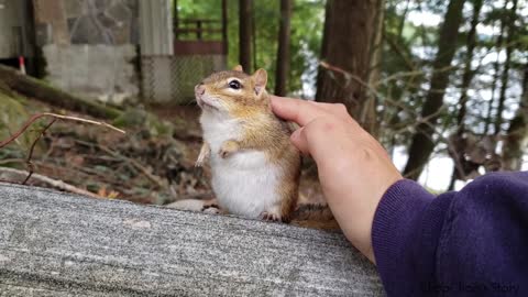 Interact with Wally, the squirrel that's about to give birth unless you're really close.