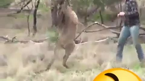 FUNNY VIDEOS - MAN FIGHTING WITH KANGAROO