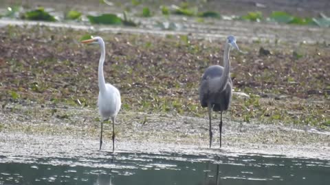 Great Blue Heron vs Great Egret