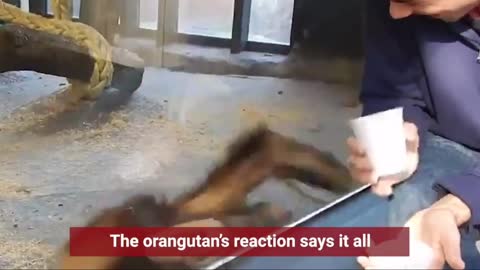 Magician has Orangutan in Splits