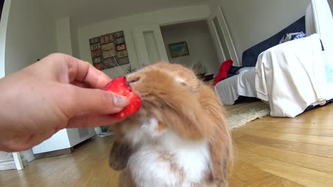 Little thief of strawberries