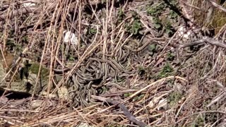 A #journey to The #Narcisse #Snake Dens, Manitoba, Canada