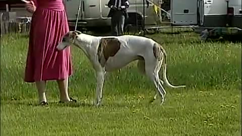 Grehound A.K.C. dog breed series