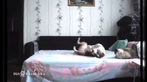 Hidden camera shows what this dog does when Dog stays at home alone