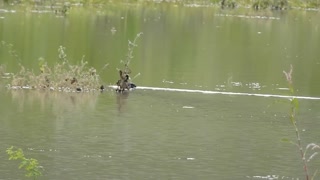 Watch the beautiful duck swimming in the lake