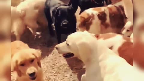 Crowd of cute dog