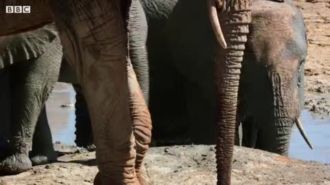 Baby Elephant's Adorable First Bath