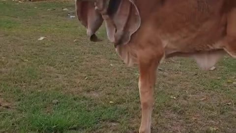 Cute Calf Has Giant Ears