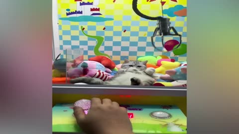 New Funny Clip Cat and Dog