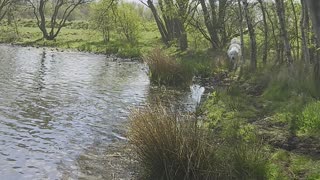 Polish Tatra sheepdog lagoon