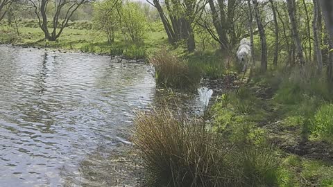 Polish Tatra sheepdog lagoon