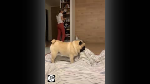 Funny pug doggy video