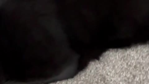 Adopting a Cat from a Shelter Vlog - Precious Piper Relaxing on Office Floor #shorts