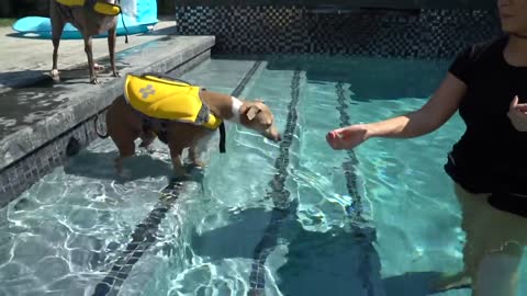 Teaching Both Of My Dogs How To Swim