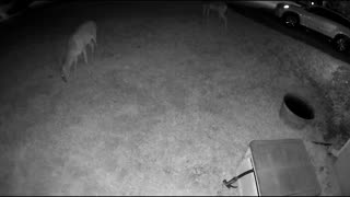 Whitetail deer in my Cypress (Houston) neighborhood - Cam2 - 8/18/23 am