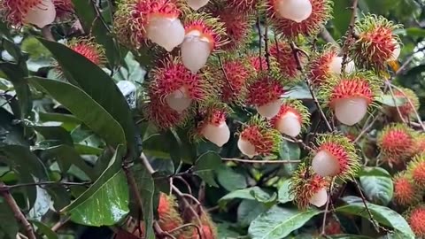 Rambutan fruits are very beautiful and fresh - For fruit lovers
