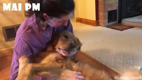 Sweetie Dogs showing love to their owner by funny and cute actions - Funny Dog Videos