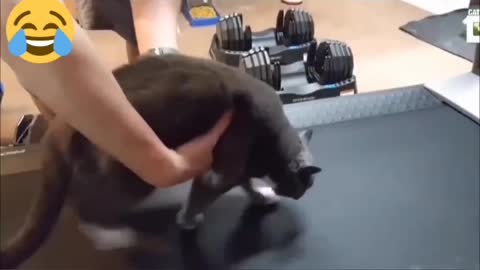 Funny Cats Playing on Treadmills 5