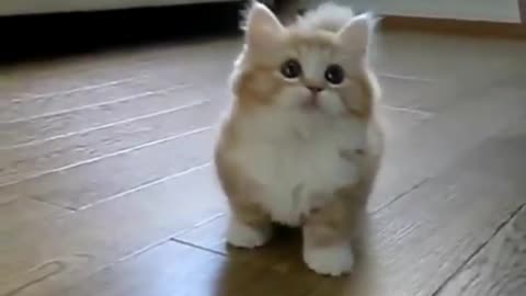 CUTE KITTEN!