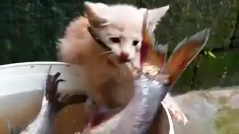 Tinny kitty gone for fishing in the bucket.mp4