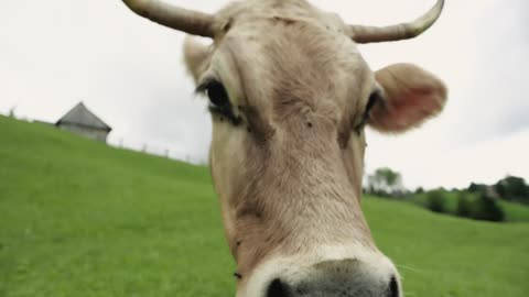 Funny Close Up Portrait of Cute Friendly Cow sniffs the Camera