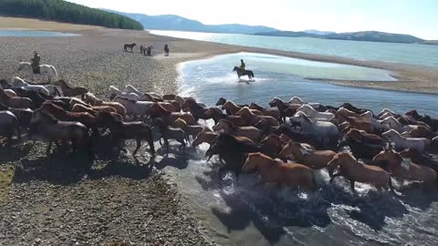 amazing and rare herd of horses swimming in a lake in mongolia shot by drone