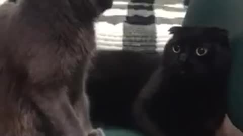 Our cats play with each other, the little cat offends the older cat