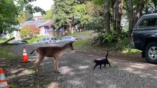 Cat Chases Visiting Deer