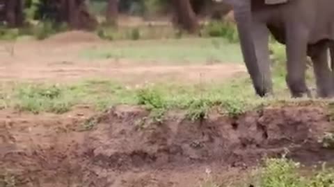 Elephant saves buffalo from lion's clutches