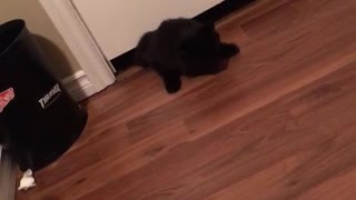 Black cat slides under door