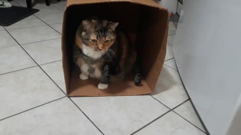 Cat Box Antics
