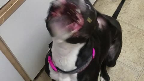 Pit Bull loves cheese, eats it falling from the air
