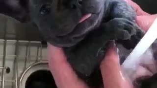 Puppy getting showered in sink