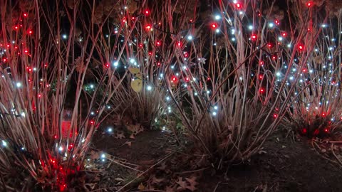 [Background] Christmas Bush (4k)