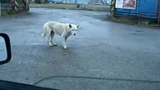 The dog dances alone in the street
