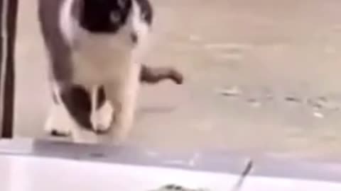 A cat performs a limping act