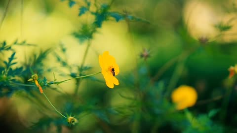 A bee is sitting on a yellow flower 🌻🌻