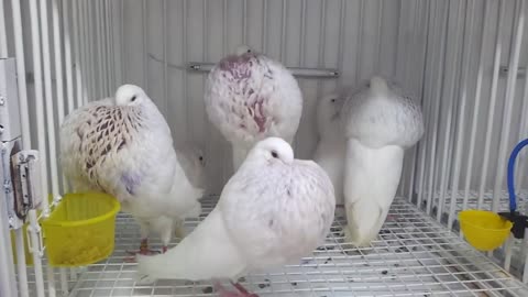 beautiful pigeons
