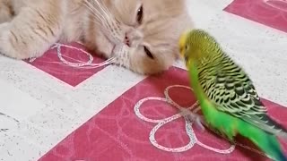 Милый кот и забавная птица