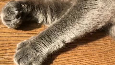 Fluffy grey cat aggressively licks and bites hand