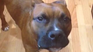 Singing dog belts out Happy Birthday with his owner