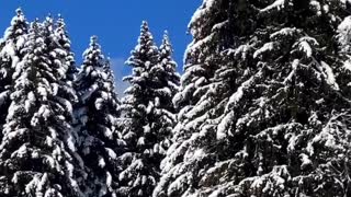 Beautiful Nature - Snow