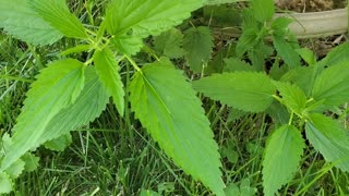 Natural cordage from stinging nettle