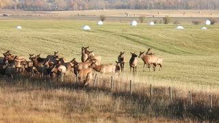 Elk crossing