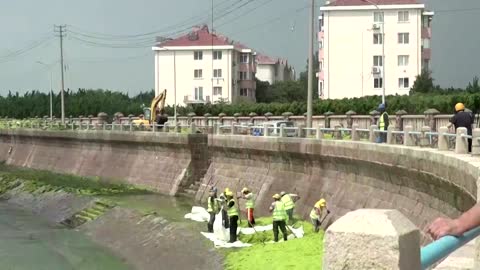 China's port city suffers worst algae infestation