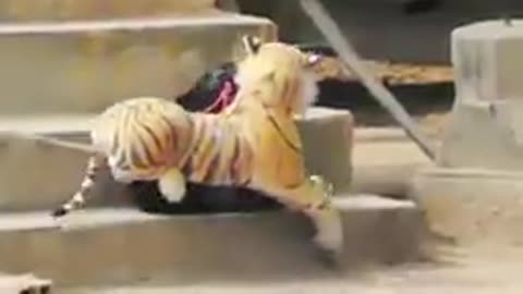 Dogs pranked with a tiger dolley/toy and funny dongs commedy and funny dogs scenes