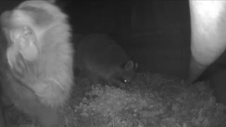 Raccoons Popcorn Party Time