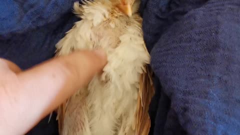 Lady Strokes Baby Chicken To Sleep