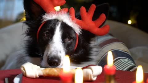 Funny dog with antlers sits at a festive table on Christmas eve
